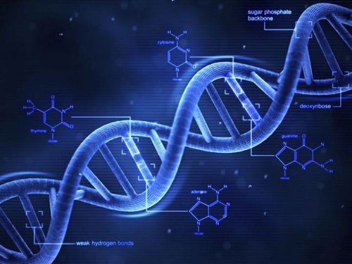 转载 生物也能 定量 合成生物学说 阔以的 中国科技 破圈 之路 研究进展 遗传工程 细胞