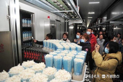 小蘑菇撬动大财富，虚拟就业与生物科技共筑邹城脱贫路