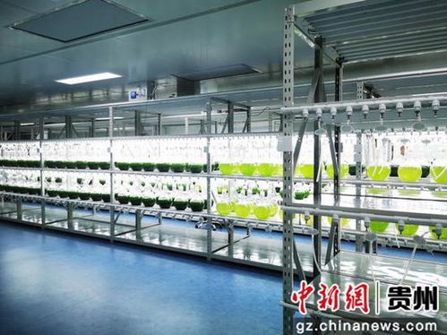 招引活水灌黔地 乡村振兴扬帆起——生物科技赋能贵州乡村振兴的实践与展望