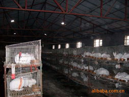 郑州辉瑞生物科技 创新饲料产品引领绿色养殖新时代